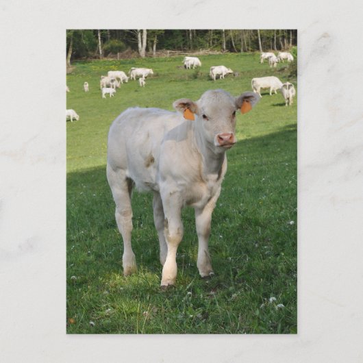 Witte foto van charolais kalf briefkaart (Voorkant)