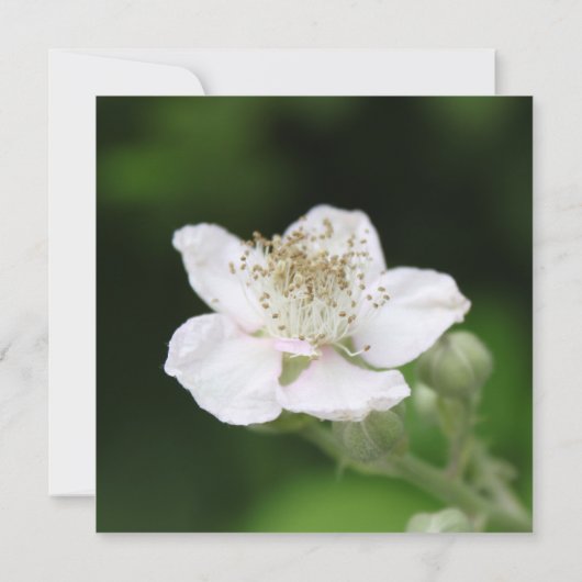 witte frambose , uitnodiging van alle partijen (Achterkant)