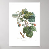 Witte frambozen poster (Voorkant)