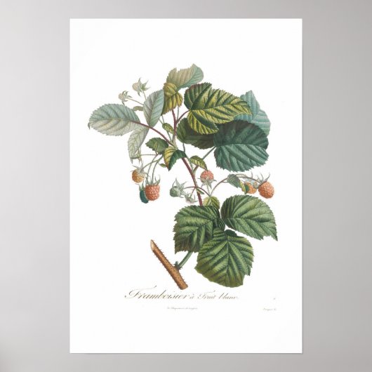 Witte frambozen poster (Voorkant)