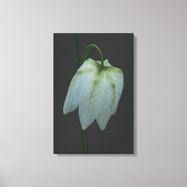 Witte Fritillary Flower Canvas Afdruk