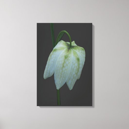 Witte Fritillary Flower Canvas Afdruk (Voorkant)