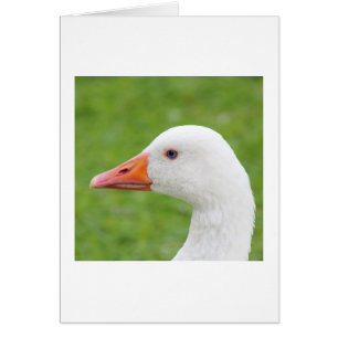 Witte gans