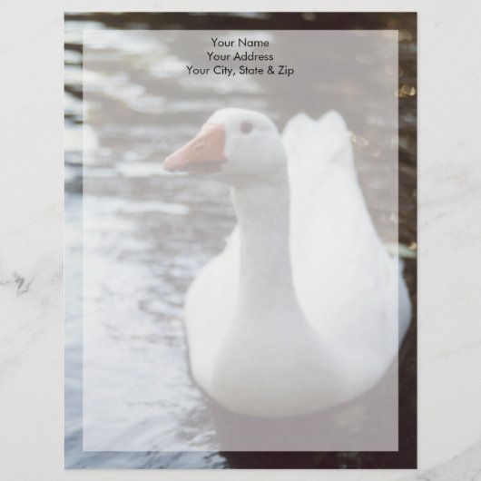 Witte gans briefhoofd (Voorkant)