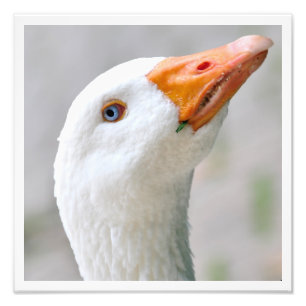 Witte gans foto afdruk