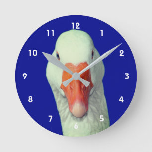 Witte Gans Gezicht Schattig Dier Ronde Klok