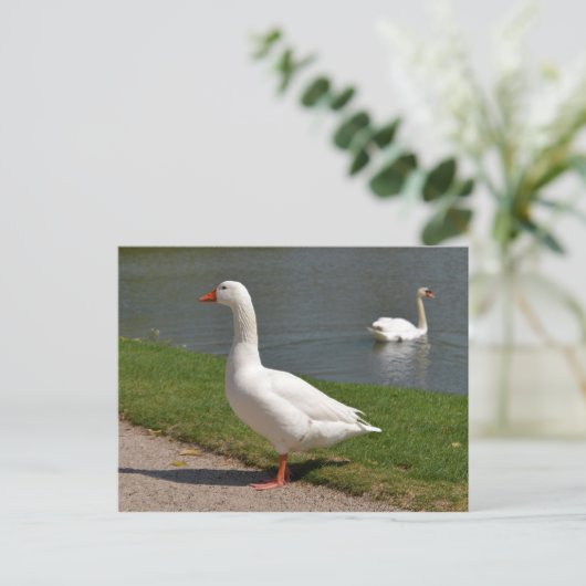 Witte gans nabij vijver briefkaart (Staand voorkant)