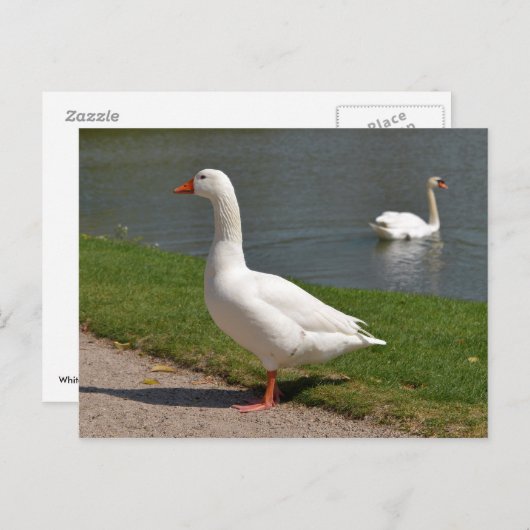 Witte gans nabij vijver briefkaart (Voorkant / Achterkant)