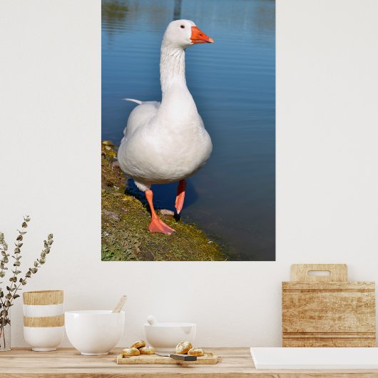 Witte gans op gras poster (Keuken)