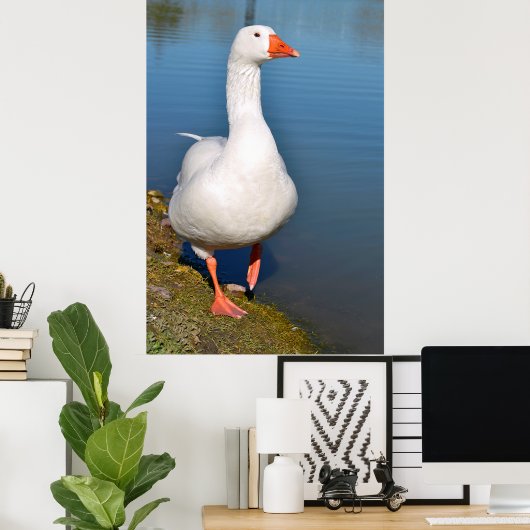 Witte gans op gras poster (Thuiskantoor)