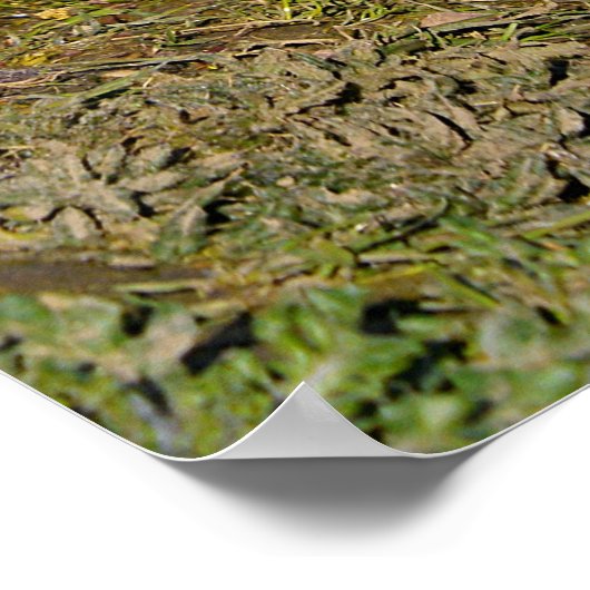 Witte gans op gras poster (Hoek)