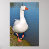 Witte gans op gras poster (Voorkant)