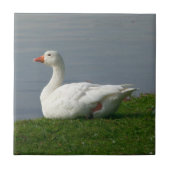 Witte gans tegeltje (Voorkant)