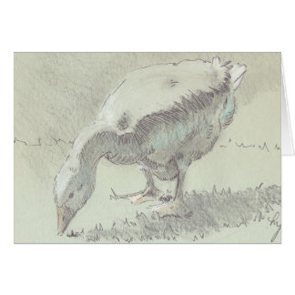 Witte Gans tekening