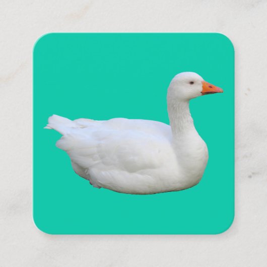 Witte gans vierkante visitekaartje (Voorkant)