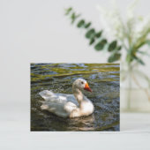 Witte gans zwemmen op water feestdagenkaart (Staand voorkant)