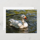 Witte gans zwemmen op water feestdagenkaart (Voorkant / Achterkant)