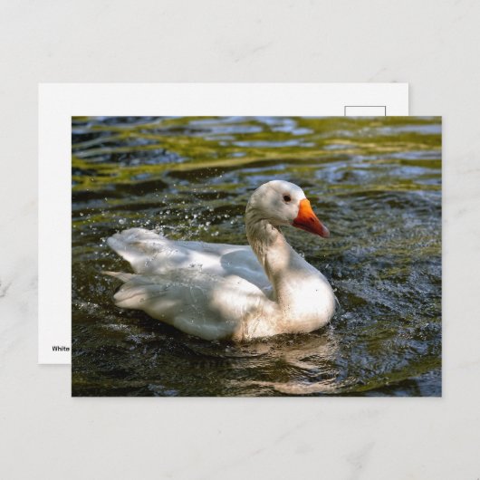 Witte gans zwemmen op water feestdagenkaart (Voorkant / Achterkant)