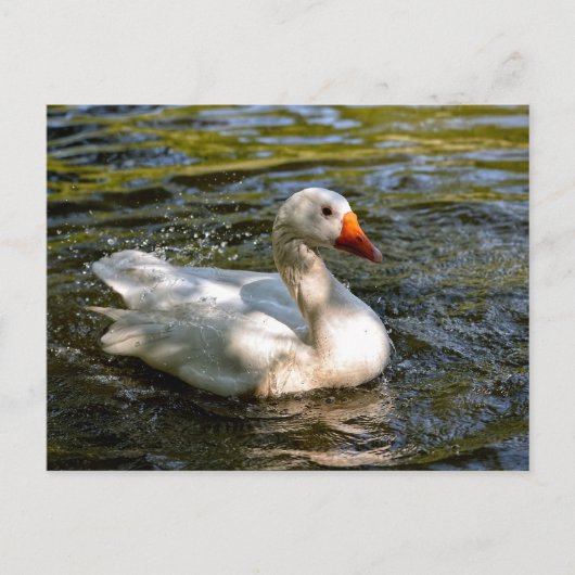Witte gans zwemmen op water feestdagenkaart (Voorkant)