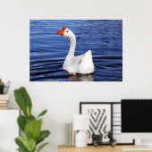 witte gans zwemmend op blauwe water foto poster (Thuiskantoor)