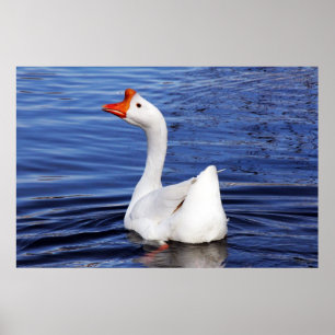 witte gans zwemmend op blauwe water foto poster