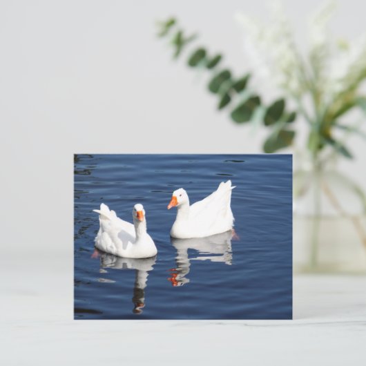 Witte ganzen 9598 briefkaart (Staand voorkant)