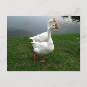 Witte Ganzen Originele Natuurfotografie Briefkaart