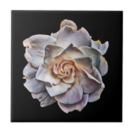 Witte Gardenia Black achtergrond Tegeltje