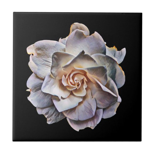 Witte Gardenia Black achtergrond Tegeltje (Voorkant)