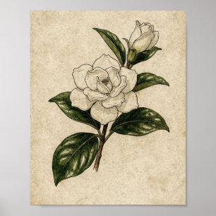 Witte Gardenia Tak Inkt Botanische Studie Poster