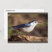 Witte gebrande Nuthatch Tennessee Briefkaart (Voorkant / Achterkant)