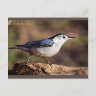 Witte gebrande Nuthatch Tennessee Briefkaart