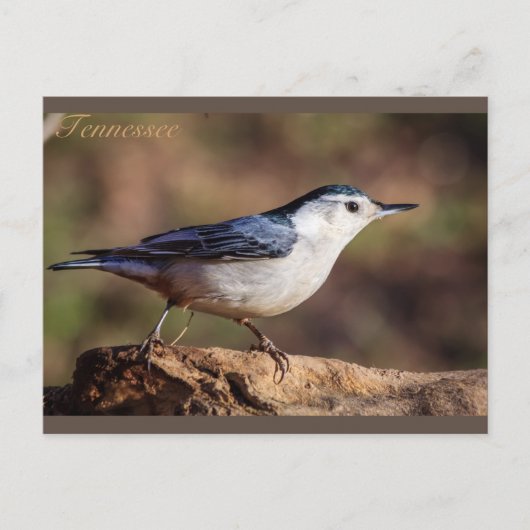 Witte gebrande Nuthatch Tennessee Briefkaart (Voorkant)