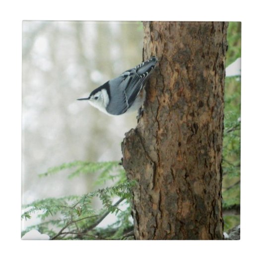 Witte gebroken Nuthatch Decorative Tile Tegeltje (Voorkant)