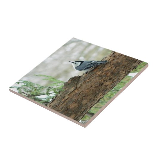 Witte gebroken Nuthatch Decorative Tile Tegeltje (Zijkant)