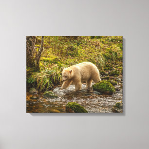 Witte Geestbeer jaagt op vis in Riordan Creek Canvas Afdruk