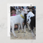 Witte geit briefkaart (Voorkant / Achterkant)