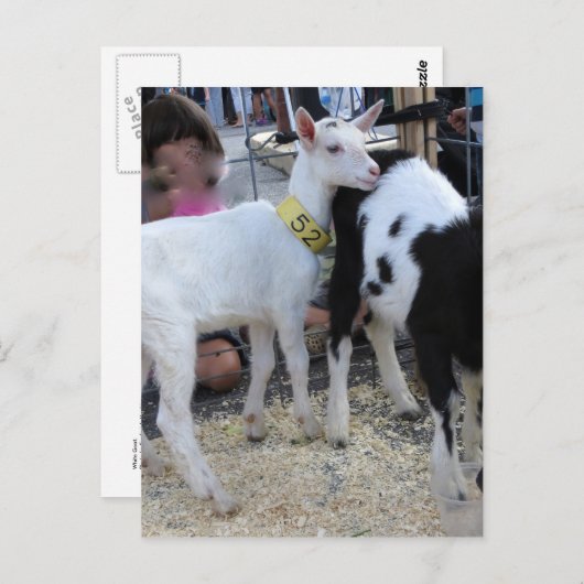 Witte geit briefkaart (Voorkant / Achterkant)