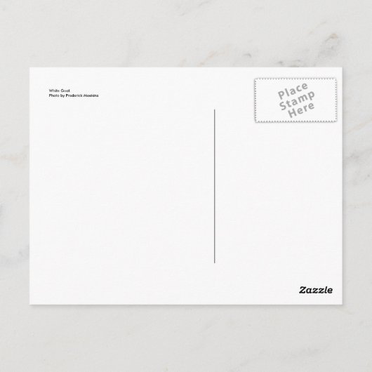 Witte geit briefkaart (Achterkant)