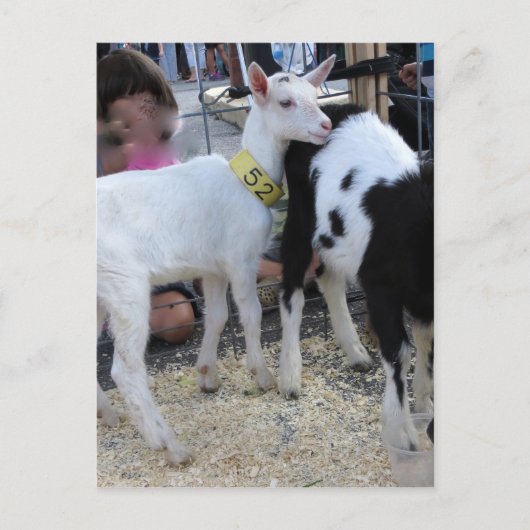 Witte geit briefkaart (Voorkant)