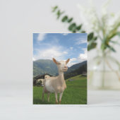 Witte geit briefkaart (Staand voorkant)