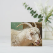 Witte geit die zichzelf likt briefkaart (Staand voorkant)
