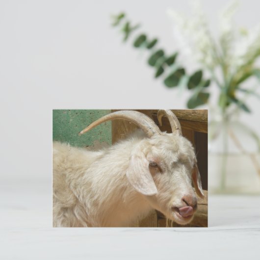 Witte geit die zichzelf likt briefkaart (Staand voorkant)