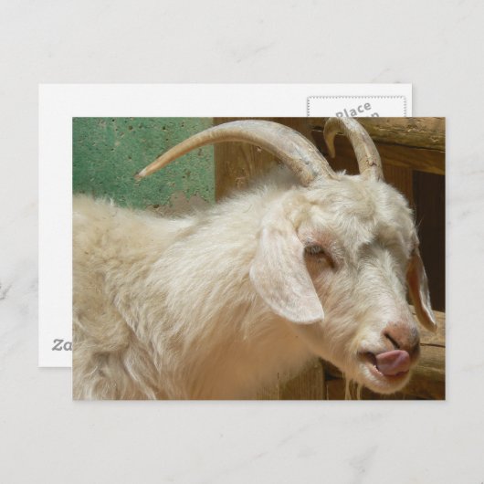 Witte geit die zichzelf likt briefkaart (Voorkant / Achterkant)