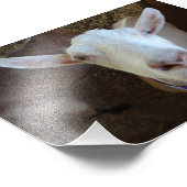 Witte geit foto afdruk (Hoek)