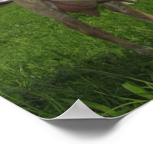 Witte geit poster (Hoek)