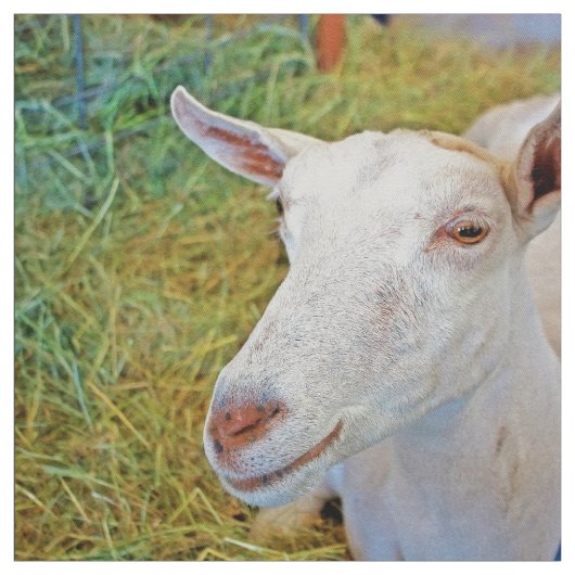 Witte geit stof (Swatch)