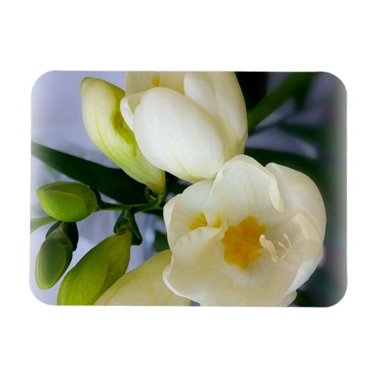 witte gele diepte magneet (Horizontaal)