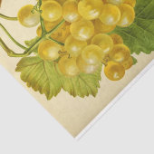 Witte Gele Druivenwijn Ephemera Decoupage Tissuepapier (Detail)