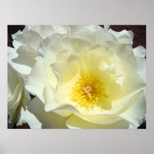 Witte Gele Roos Bloem Kunstige Afdrukken Poster